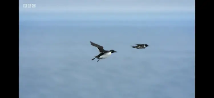 Thick-billed murre (Uria lomvia lomvia) as shown in Frozen Planet - Autumn